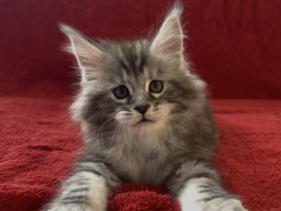 Dallas - Maine Coon - Gallery Photo #1