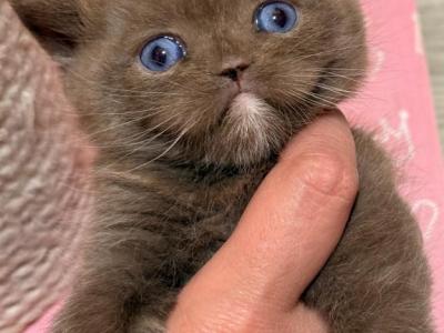 Journey - British Shorthair - Gallery Photo #1