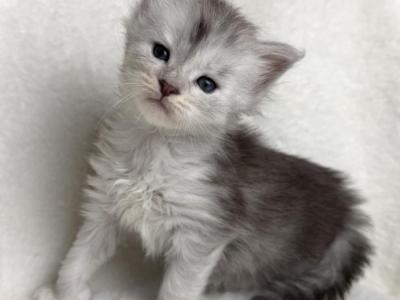 Lucky Charms - Maine Coon - Gallery Photo #1