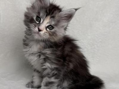 The Spring Garden Litter - Maine Coon - Gallery Photo #1