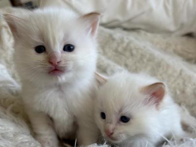 Flame Point Ragdoll - Ragdoll - Gallery Photo #1