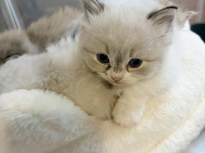 Hello - Ragdoll - Gallery Photo #1