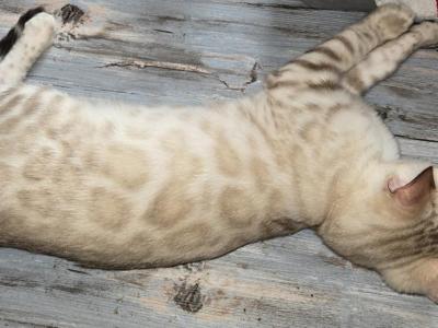 Green Boy - Bengal - Gallery Photo #1