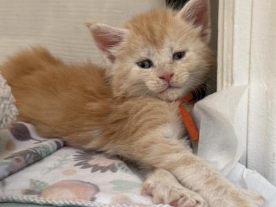 Mango - Maine Coon - Gallery Photo #1