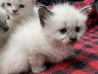 Purebred Male Seal Point Siamese Kitten - Siamese - Gallery Photo #1