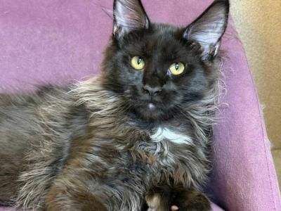 Delmar Polydactyl - Maine Coon - Gallery Photo #1
