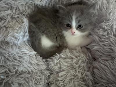 Grey And White Female - Persian - Gallery Photo #1