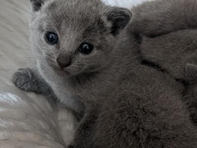 Russian Blues Litter - Russian Blue - Gallery Photo #1