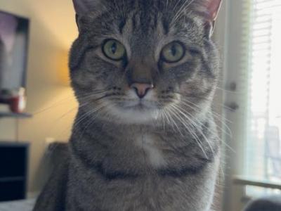 Koda - Domestic - Gallery Photo #1