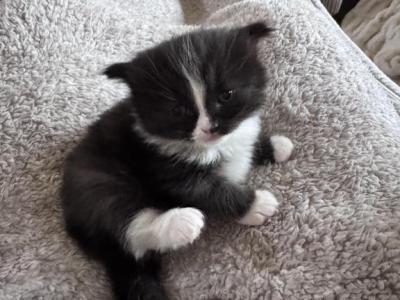 Black And White Male - Persian - Gallery Photo #1
