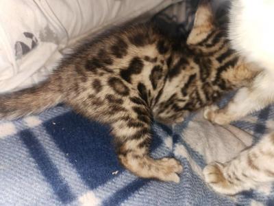 Rosa - Bengal - Gallery Photo #1