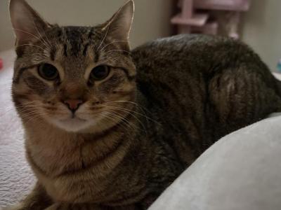 Acacia And Teak's Litter - Domestic - Gallery Photo #1