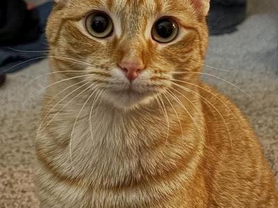 Acacia And Teak's Litter - Domestic - Gallery Photo #1