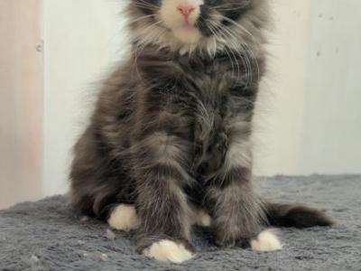Saphina - Maine Coon - Gallery Photo #1
