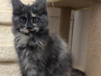 Ember - Maine Coon - Gallery Photo #1