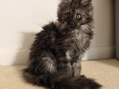 Juliet - Maine Coon - Gallery Photo #1