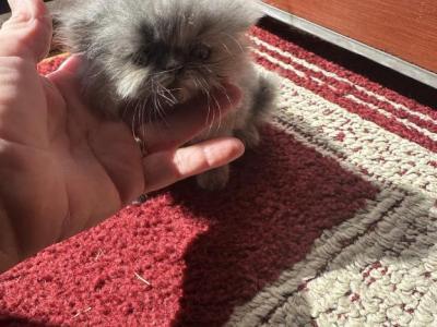 Buffy - Persian - Gallery Photo #1