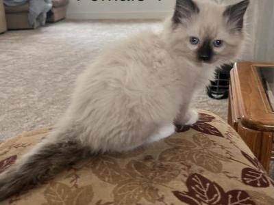 Traditional Litter - Ragdoll - Gallery Photo #1