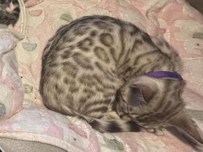 Olivine Purple Collar - Bengal - Gallery Photo #1
