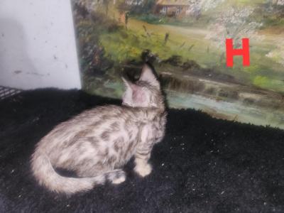 Silivia - Bengal - Gallery Photo #1