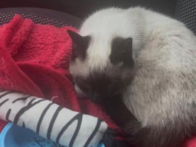 Mocha - Siamese - Gallery Photo #1