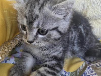 No Name - Bengal - Gallery Photo #1