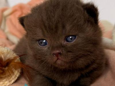 Fiji - British Shorthair - Gallery Photo #1