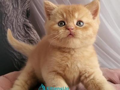 Urban - British Shorthair - Gallery Photo #1