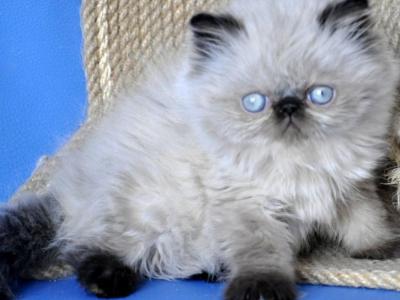 Melissa - Persian - Gallery Photo #1