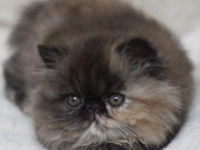 Umka - Persian - Gallery Photo #1