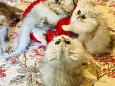 Little Loves - Exotic - Gallery Photo #1