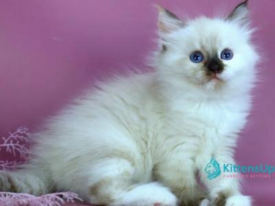 Elli - Siberian - Gallery Photo #1