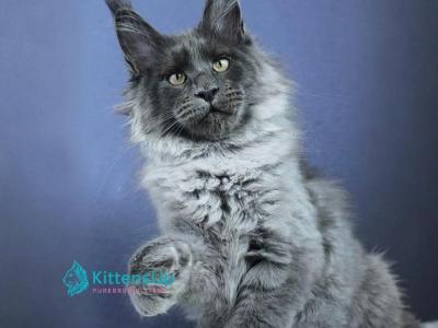 Fantazer - Maine Coon - Gallery Photo #1