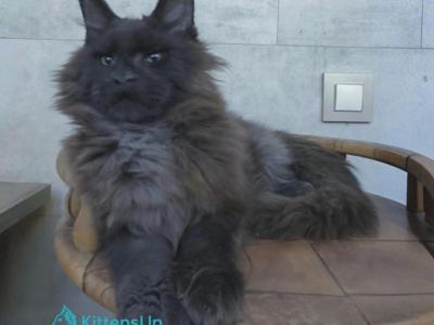 Maik - Maine Coon - Gallery Photo #1