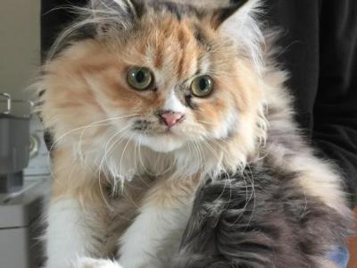 Callies Babies - Ragdoll - Gallery Photo #1