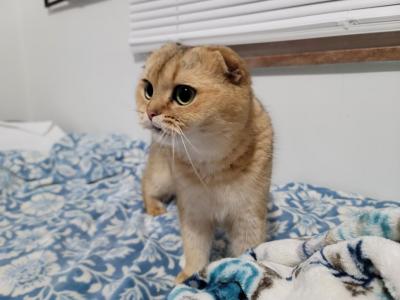 Dara - Scottish Fold - Gallery Photo #1