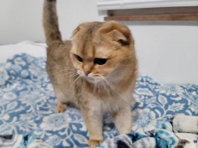 Dara - Scottish Fold - Gallery Photo #1