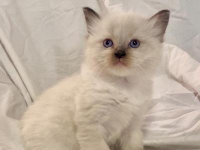 Bunny - Ragdoll - Gallery Photo #1