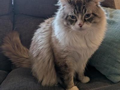 Kiyoka - Ragdoll - Gallery Photo #1