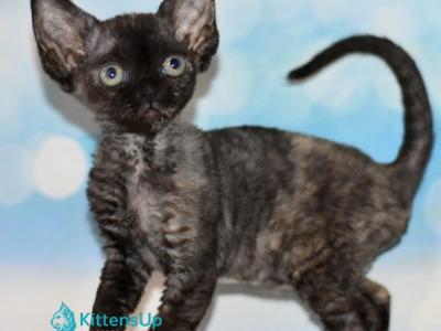 Tisha - Devon Rex - Gallery Photo #1