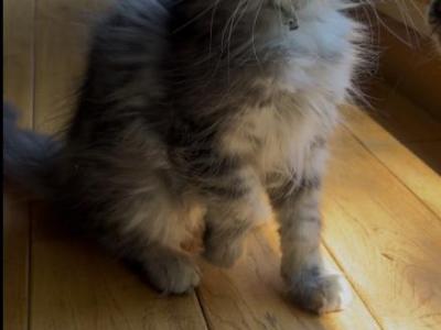 The Twins - Maine Coon - Gallery Photo #1