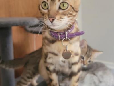 Priscilla - Bengal - Gallery Photo #1