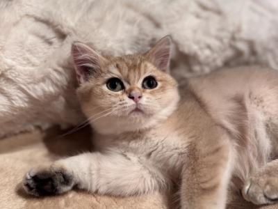 Jenny - British Shorthair - Gallery Photo #1