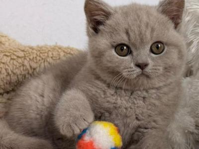 Benito - British Shorthair - Gallery Photo #1