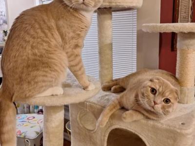 Simba And Fluffy - Scottish Straight - Gallery Photo #1