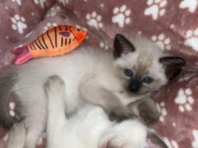 Motchi And Siblings - Siamese - Gallery Photo #1