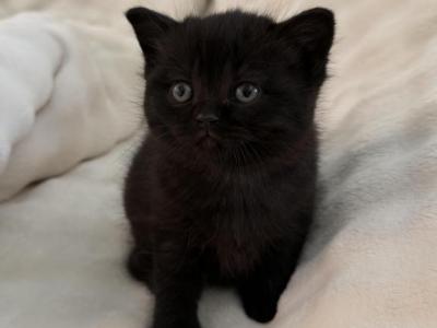 Tera - British Shorthair - Gallery Photo #1
