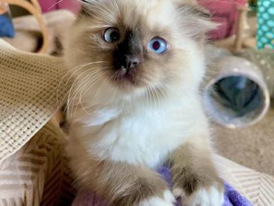 Max - Scottish Fold - Gallery Photo #1