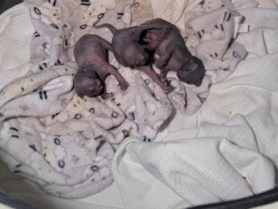 Jupiter - Sphynx - Gallery Photo #1