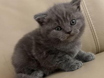 Lui - British Shorthair - Gallery Photo #1